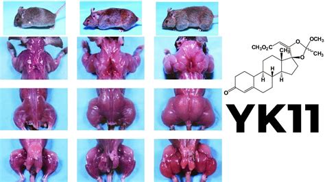 Yk11 Myostatin Inhibitor Increased Follistatin Results And Side