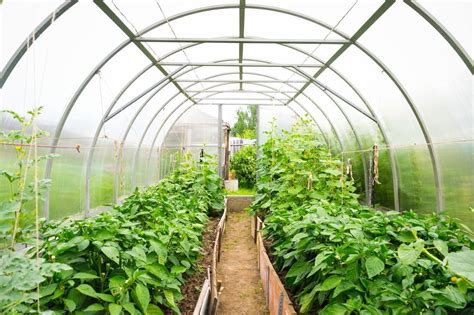 Top Vegetables To Grow In A Greenhouse