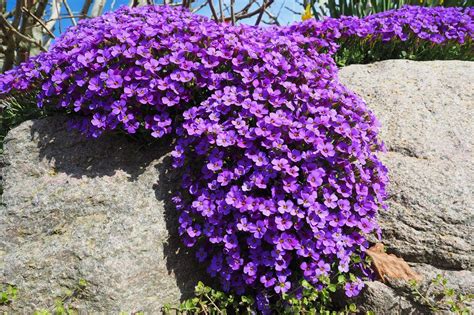 Trailing Plants 15 Of The Best Cascading Plants For Walls And Baskets