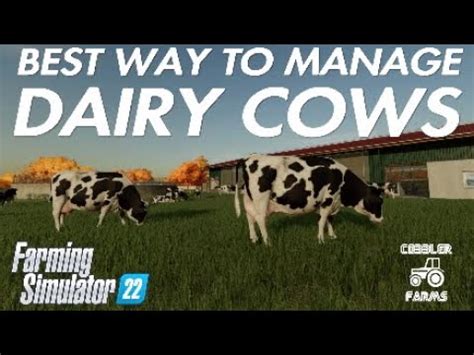 Best Way To Manage Dairy Cows Fs Farming Simulator Let S