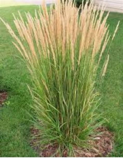Karl Foerster Feather Reed Grass Calamagrostis Acutiflora — Dutch