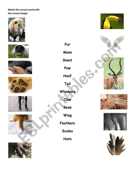 Top 127 Animals And Their Characteristics