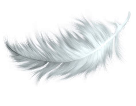 Feather Feathers Png Clipart Transparent Download Free Transparent