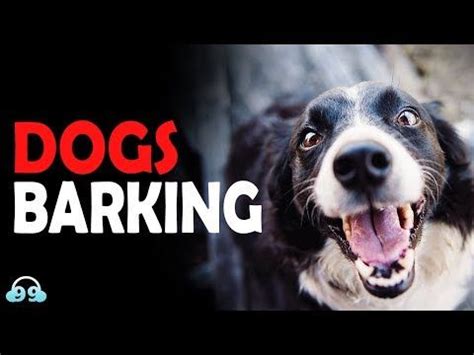 The pets sound effects with purring and meowing cat, barking dog, the little cries of hamster and mouse. DOGS BARKING Sound Effect | Make your Neighbors CRAZY! 🐶 - YouTube by 99SoundEffects #dogs # ...