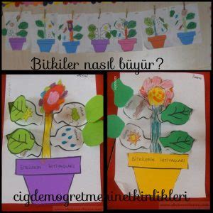 Bitkilerin ihtiyaçları Okul Öncesi Etkinlikleri