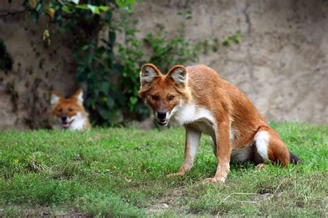 Dhole This Is A Species Of Canid Which Is Native To South And Southeast