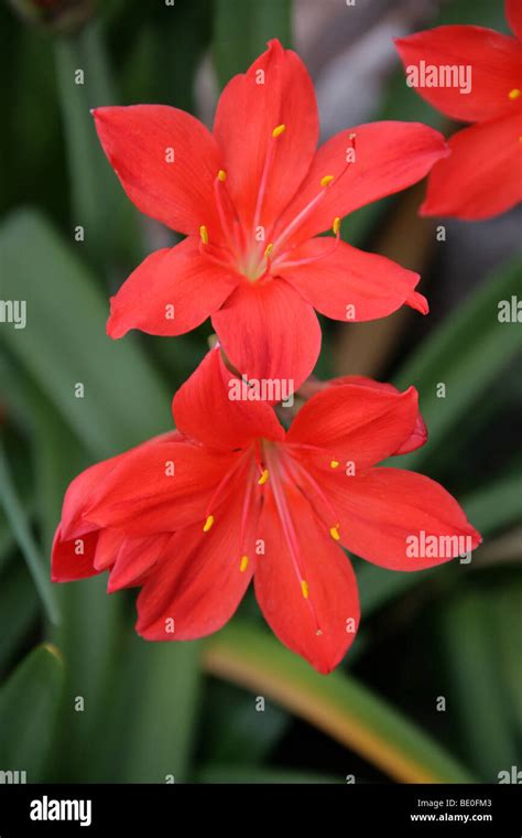 Scarborough Lily Fire Lily Or George Lily Cyrtanthus Elatus