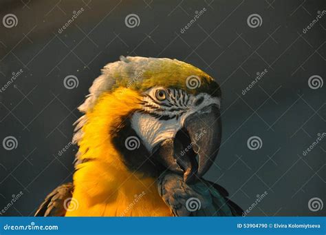 Yellow Parrot Portrait Stock Photo Image Of Speaking 53904790