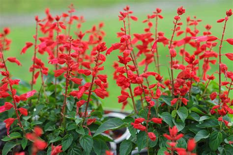 We did not find results for: Common Types of Salvia Flowers (Annual and Perennial)
