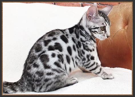 The Bengal Cat Colours Silver