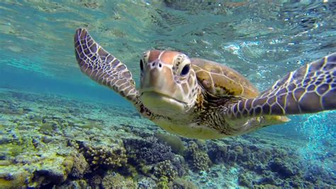 swim with a hungry sea turtle at lady elliot island great barrier reef australia youtube