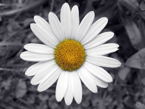 Hoogasian Flowers April Birth Month Flower Is Daisy