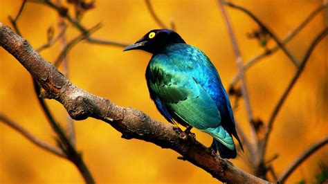 Animals Zoo Park Birds Desktop Wallpapers Bird Beautiful Wallpaper