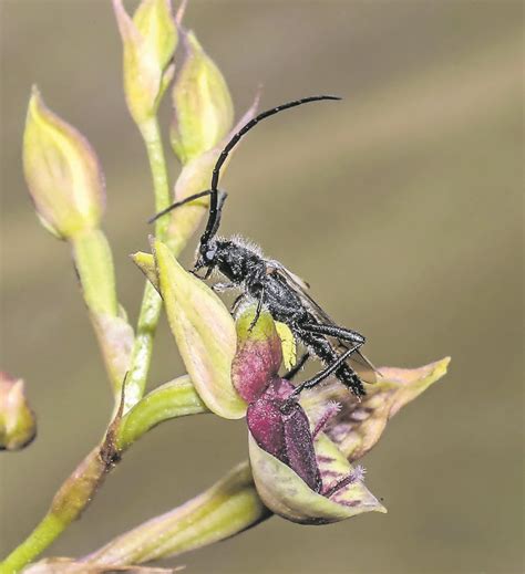Rare Orchid Lures Unwitting Beetles For Sex To Pollinate Itself The Mail And Guardian