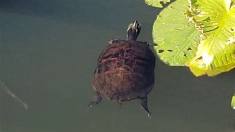 Florida Red Belly Turtles Youtube