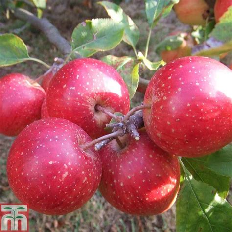 Malus Domestica Red Spur Apple Red Spur In Gardentags Plant