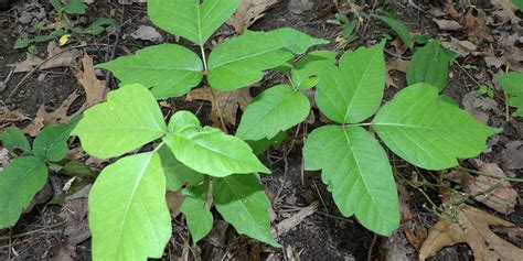 Poison Ivy How To Recognize It How To Get Rid Of It