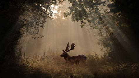 Deer Mammal Forest Sunbeams 4k 4k Wallpaper 4k