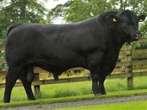 Aberdeen Angus Semen For Sale Beef Semen For Sale Owain Llyr Livestock
