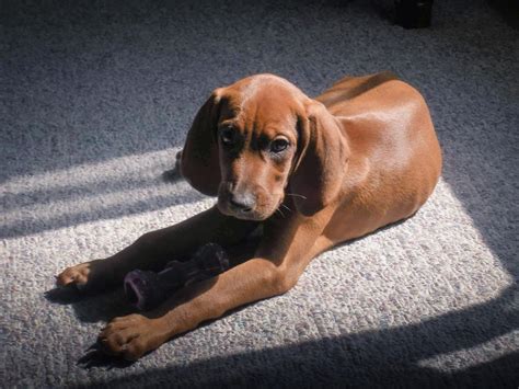 Redbone Coonhound Puppies For Sale Near Me Main Event Weblog Pictures