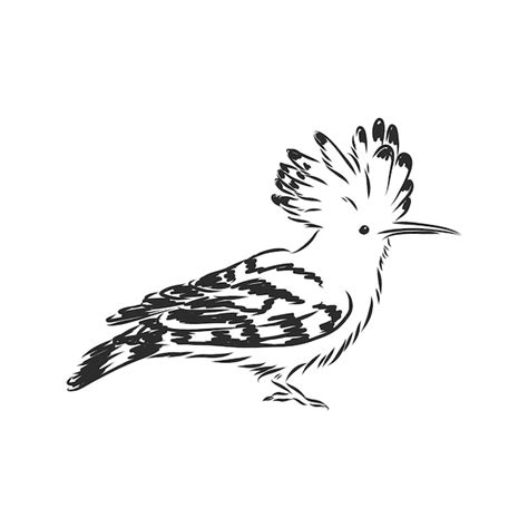 Premium Vector Logo Hoopoe Upupa Epops Bird Vector Illustration