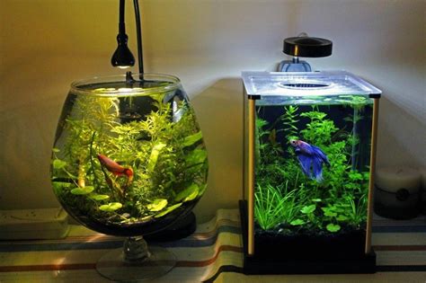 Betta Fish Tank Setup Ideas That Make A Statement Spiffy Pet