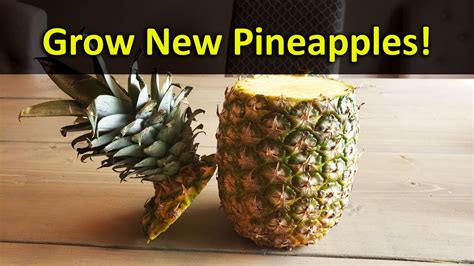 How To Grow A Pineapple Plant From A Grocery Store Pineapple Top