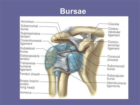 Bones in shoulder, ligaments of the shoulder joint, parts of the shoulder joint, shoulder anatomy, shoulder joints and muscles. Shoulder Bursae Anatomy - Anatomy Drawing Diagram