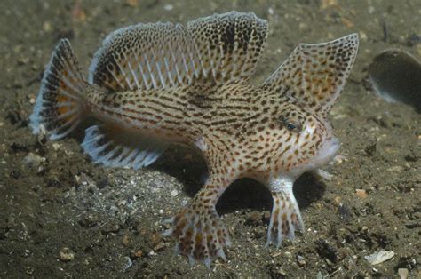 Fish With Legs 9 Living And 6 Extinct Walking Species Fia