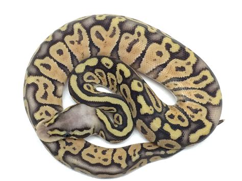 Super Pastel Ball Python Asking List