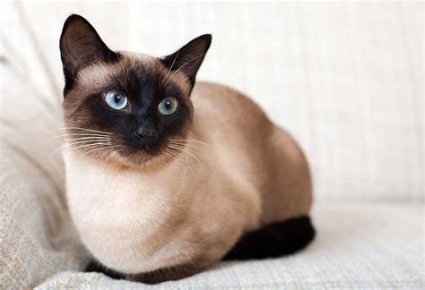 38 Hq Photos Siamese Cat Price Traditional Siamese Cats For Sale