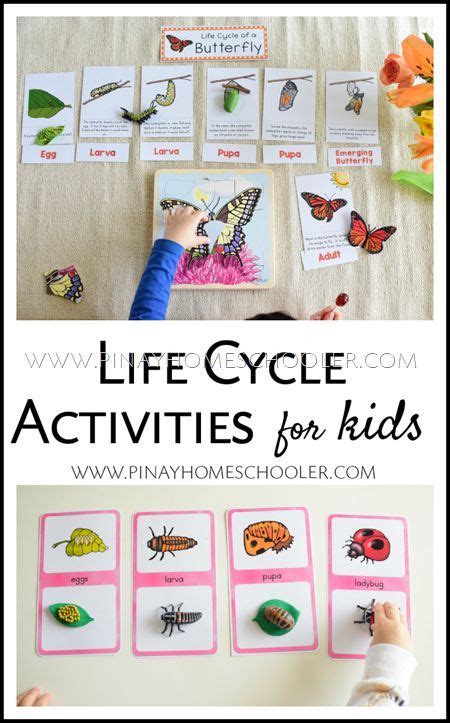 50 Life Cycle Activities Ideas Life Cycles Activities Life Cycles