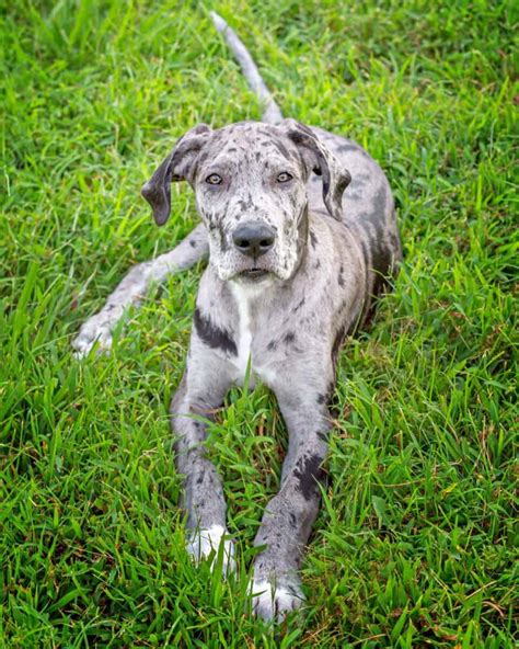 Merle Great Dane Facts Genetics Health Puppy Prices And Faqs