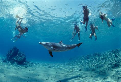 Top 10 Places To Swim With Dolphins Cooktravelwrite