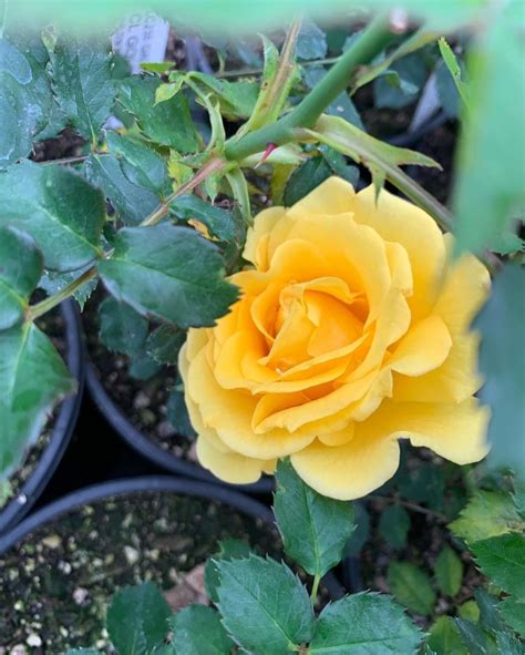 13 Best Yellow Climbing Roses For Your Garden Song Of Roses