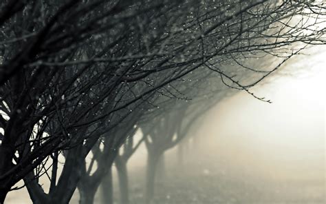 Wallpaper Sunlight Trees Snow Winter Rain Branch Morning Mist