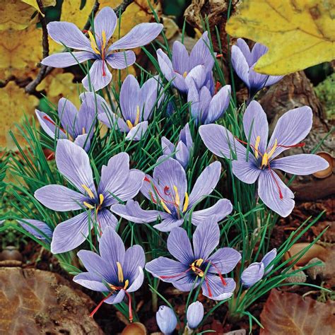 Brecks Saffron Fall Blooming Crocus Bulb Mixture 10 Pack 70584 The