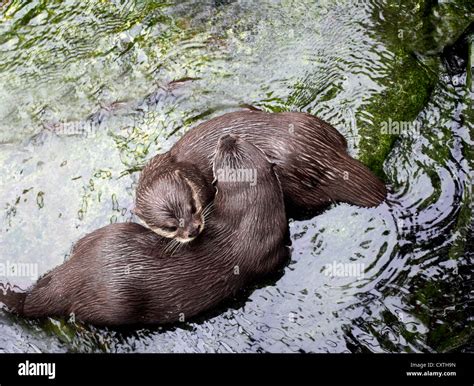 Otters Playing In River Stock Photo Alamy