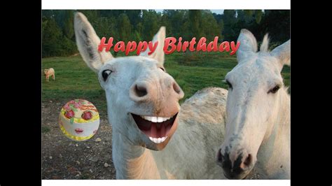 Funny Donkey Singing Happy Birthday Youtube