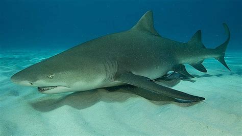 Study Lemon Sharks Return To Birthplace Exhibiting