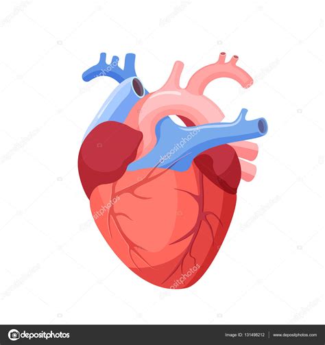 Corazón Anatómico Aislado Órgano Muscular En Humanos Stock Vector By