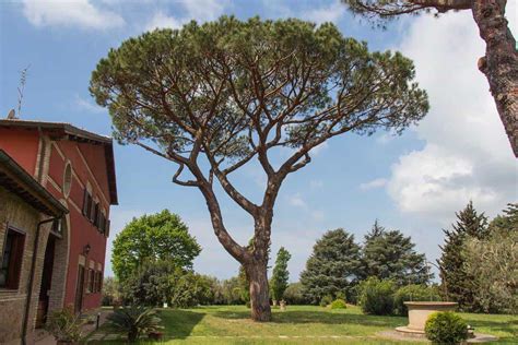 15 Pine Trees Landscaping Ideas Garden Tabs