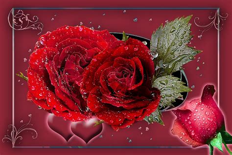 Red Roses Rosebud Hearts Free Image On Pixabay