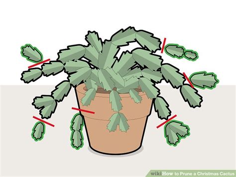 In order to thrive, a christmas cactus plant needs an environment with bright, indirect light and high humidity. How to Prune a Christmas Cactus: 12 Steps (with Pictures)