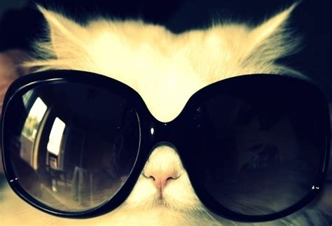 20 Awesome Cats Wearing Sunglasses