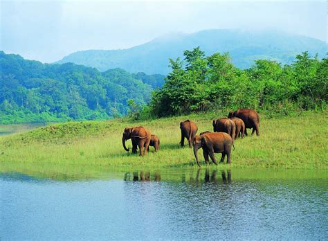 Top 7 Wildlife Sanctuaries In Kerala