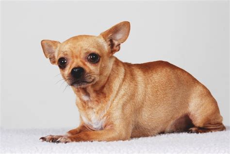 How Old Is A Chihuahua In Dog Years