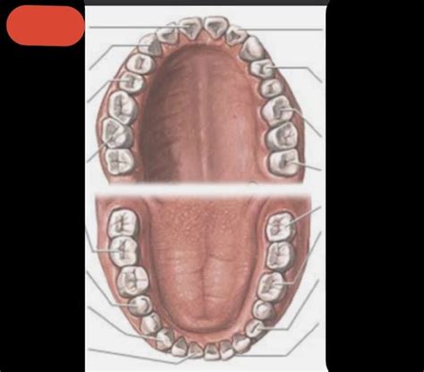 Dental Anatomy Nomenclature Flashcards Quizlet