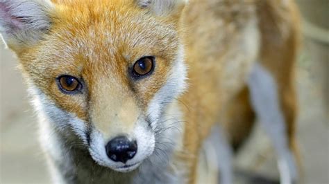 Stream tracks and playlists from mrs.foxx on your desktop or mobile device. Fantastic Mrs Fox - UHD 4K - YouTube