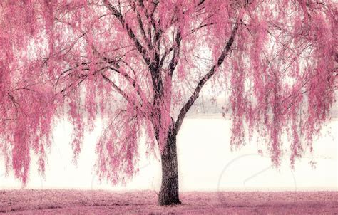 Pretty Pink Weeping Willow By Lisa Charbonneau Photo Stock Studionow